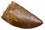Serrated, Carcharodontosaurus Tooth - Real Dinosaur Tooth #351608-1